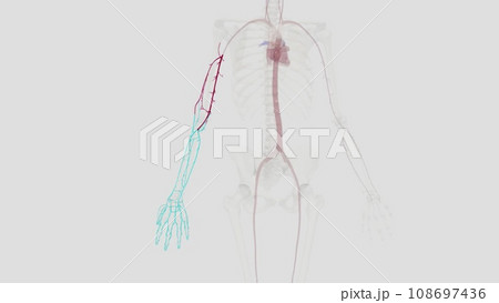 The brachial artery runs along the front part of your bicep. It's a continuation of the axillary artery in your armpit and shoulder. The brachial artery runs along the front part of your bicep. It's a continuation of the axillary artery in your armpit and shoulder. 108697436