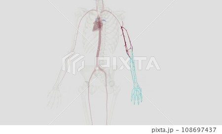 The brachial artery runs along the front part of your bicep. It's a continuation of the axillary artery in your armpit and shoulder. The brachial artery runs along the front part of your bicep. It's a continuation of the axillary artery in your armpit and shoulder. 108697437