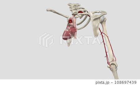 The brachial artery runs along the front part of your bicep. It's a continuation of the axillary artery in your armpit and shoulder. 108697439