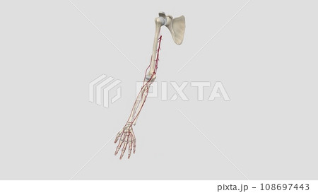 The brachial artery runs along the front part of your bicep. It's a continuation of the axillary artery in your armpit and shoulder. 108697443
