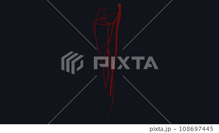 The femoral artery is the main blood vessel supplying blood to your lower body 108697445