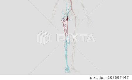 The femoral artery is the main blood vessel supplying blood to your lower body The femoral artery is the main blood vessel supplying blood to your lower body 108697447