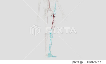 The femoral artery is the main blood vessel supplying blood to your lower body 108697448