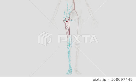 The femoral artery is the main blood vessel supplying blood to your lower body 108697449