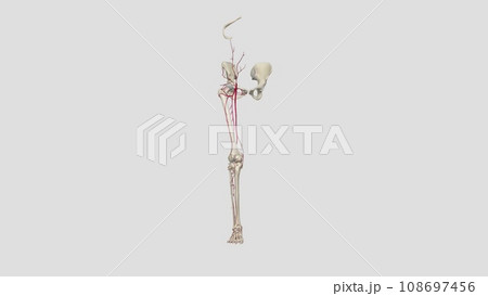 The femoral artery is the main blood vessel supplying blood to your lower body 108697456