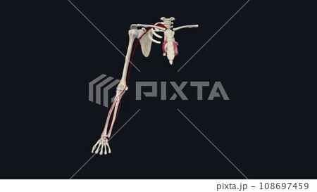 Forearm: Radial and Ulnar Arteries Forearm: Radial and Ulnar Arteries 108697459