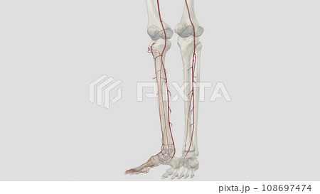 The main artery of the lower limb is the femoral artery 108697474
