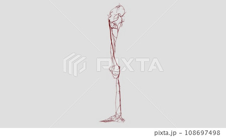 The main artery of the lower limb is the femoral artery The main artery of the lower limb is the femoral artery 108697498