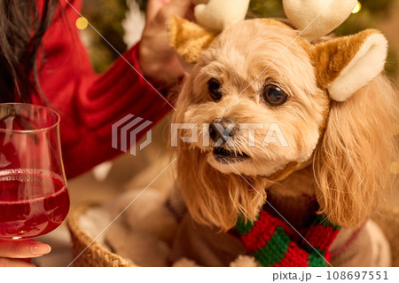 ペット犬と過ごすクリスマス ペット犬と過ごすクリスマス 108697551