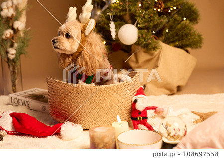 ペット犬と過ごすクリスマス ペット犬と過ごすクリスマス 108697558