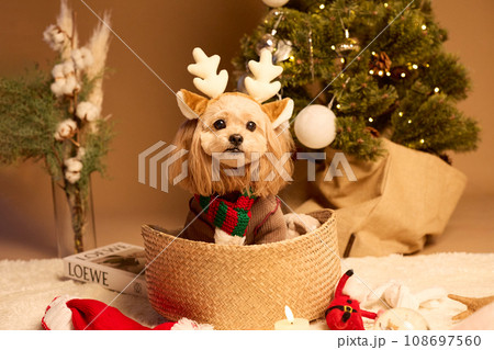 ペット犬と過ごすクリスマス 108697560