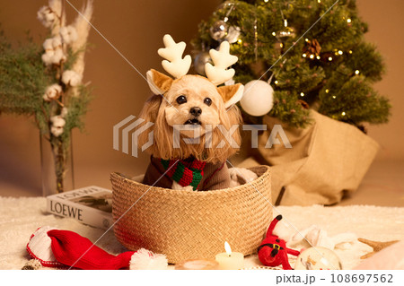 ペット犬と過ごすクリスマス 108697562