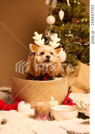 ペット犬と過ごすクリスマス ペット犬と過ごすクリスマス 108697565