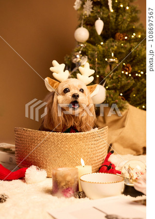 ペット犬と過ごすクリスマス 108697567