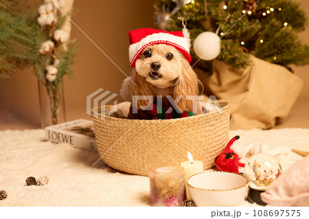 ペット犬と過ごすクリスマス 108697575