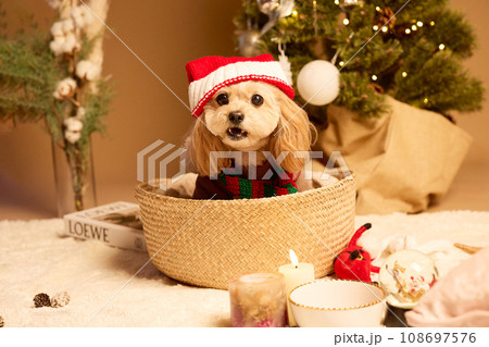 ペット犬と過ごすクリスマス 108697576