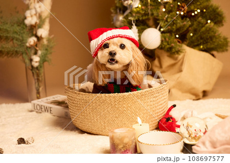 ペット犬と過ごすクリスマス 108697577