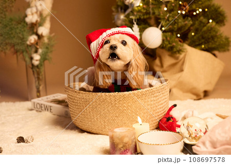 ペット犬と過ごすクリスマス 108697578