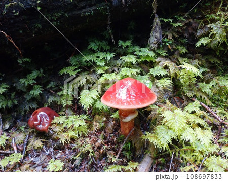 富士山の森のハナイグチ / Mushroom in Mt.Fuji Forest 富士山の森のハナイグチ / Mushroom in Mt.Fuji Forest 108697833