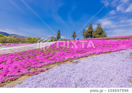 （埼玉県）羊山公園・芝桜の丘 108697996