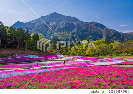 （埼玉県）羊山公園・芝桜の丘 108697999