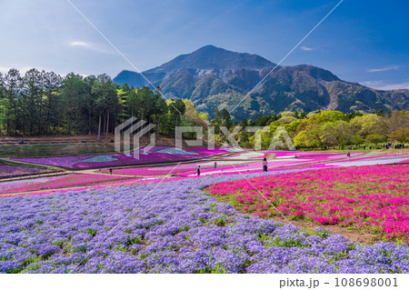 （埼玉県）羊山公園・芝桜の丘 108698001