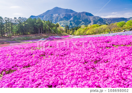 （埼玉県）羊山公園・芝桜の丘 108698002