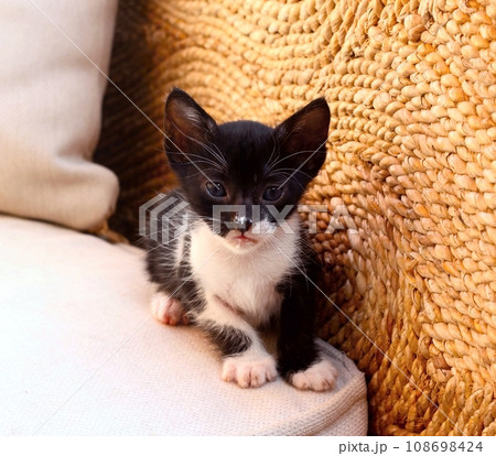 Detail of cute kitten with dirty nose from yogurt 108698424