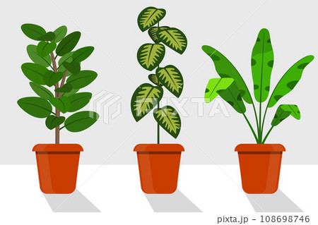 Flat style room plants in pots, vector illustration. Dieffenbachia, ficus. Flat style room plants in pots, vector illustration. Dieffenbachia, ficus. 108698746