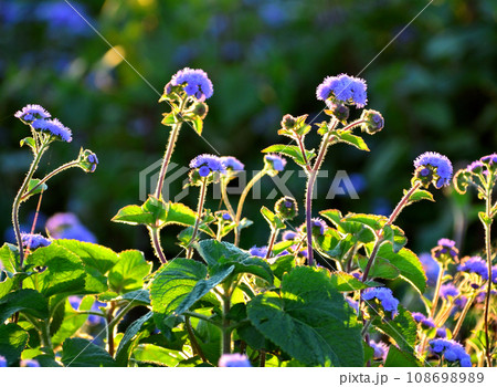 朝日に照らされる野草 朝日に照らされる野草 108698989