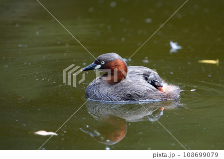 親鳥の背中で居眠りするカイツブリの赤ちゃん 108699079