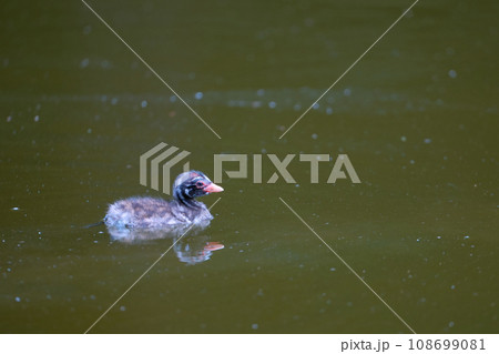 カイツブリのヒナ 108699081