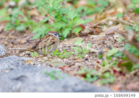 紅葉の絨毯の上で 108699149