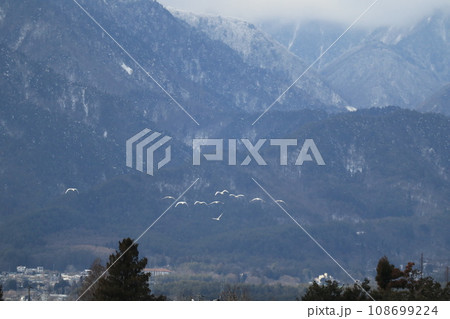 北アルプスの寒空を飛ぶ白鳥 108699224