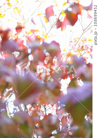 ハナミズキの紅葉のアウトフォーカス 【空背景】 【白背景】 ハナミズキの紅葉のアウトフォーカス 【空背景】 【白背景】 108699452