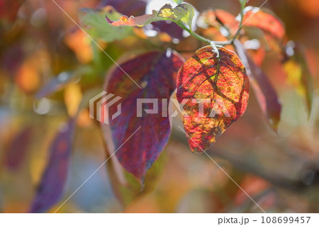 ハナミズキの紅葉のクローズアップ 108699457