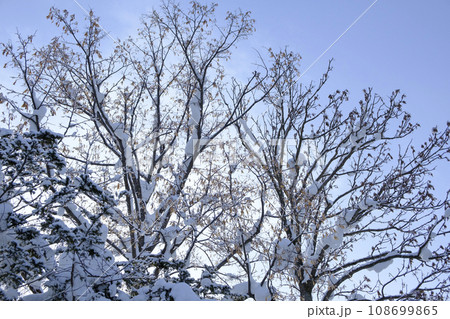 新雪の積もった木 新雪の積もった木 108699865