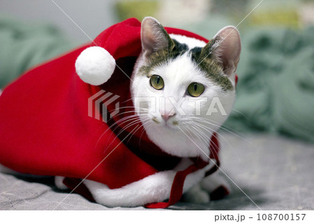 Cute Japanese Bobtail cat wearing a Christmas Santa suit and playing on the bed 108700157