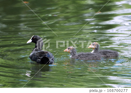オオバンの親子 108700277