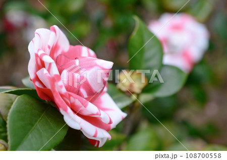 a Japanese camellia Flower, Red, Pink and White Color 108700558