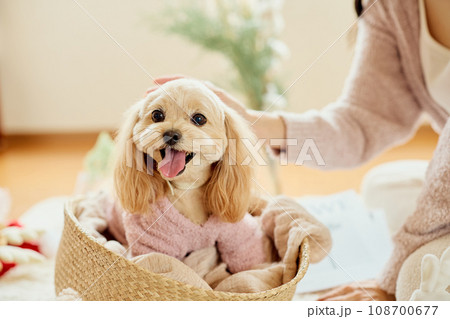 ペット犬と過ごすクリスマス 108700677