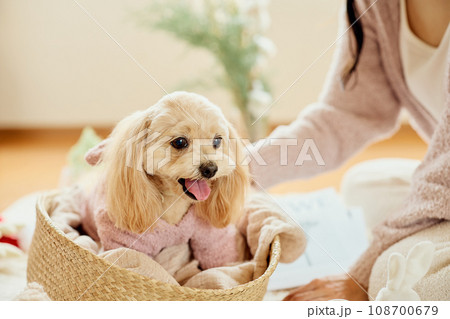 ペット犬と過ごすクリスマス ペット犬と過ごすクリスマス 108700679