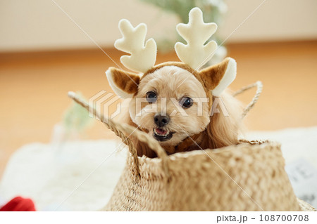 ペット犬と過ごすクリスマス 108700708