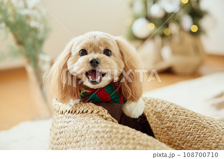 ペット犬と過ごすクリスマス ペット犬と過ごすクリスマス 108700710