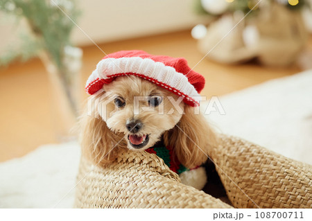 ペット犬と過ごすクリスマス ペット犬と過ごすクリスマス 108700711
