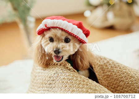 ペット犬と過ごすクリスマス ペット犬と過ごすクリスマス 108700712