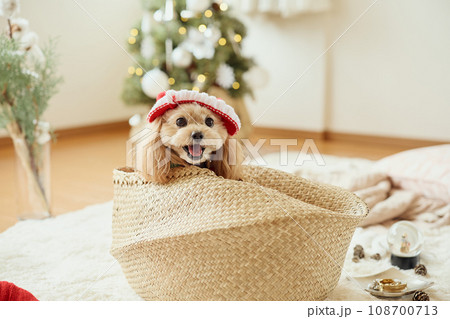ペット犬と過ごすクリスマス 108700713