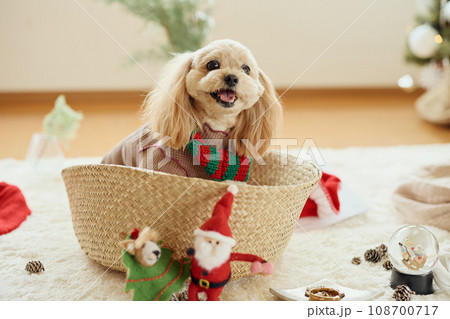 ペット犬と過ごすクリスマス 108700717
