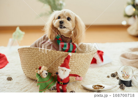 ペット犬と過ごすクリスマス 108700718