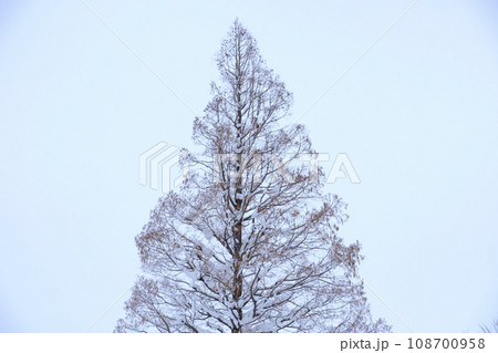 新雪の積もった針葉樹 108700958
